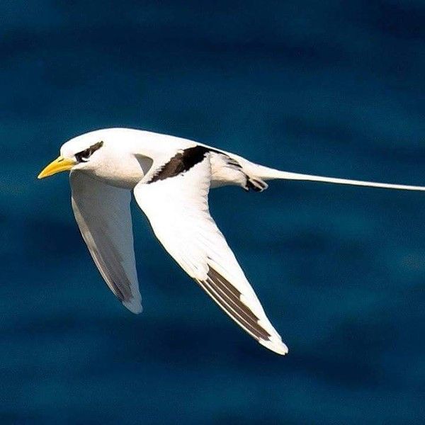 Superbe paille en queue