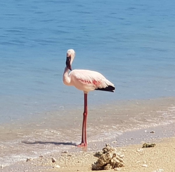 Flamant rose 